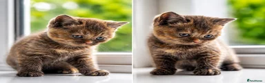 British Shorthair 3