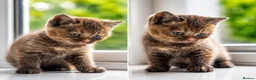 British Shorthair cats for sale: Beautiful British Shorthair Kittens  in Derby - Advert 2
