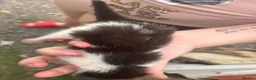 British Longhair cats for sale: 5 adorable kittens seeking forever homes - Advert 3