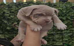 American Bully dogs for sale: Pocket bully  - Image 6