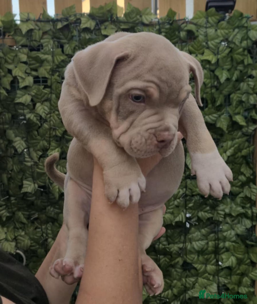 American Bully dogs for sale: Pocket bully  - Image 6