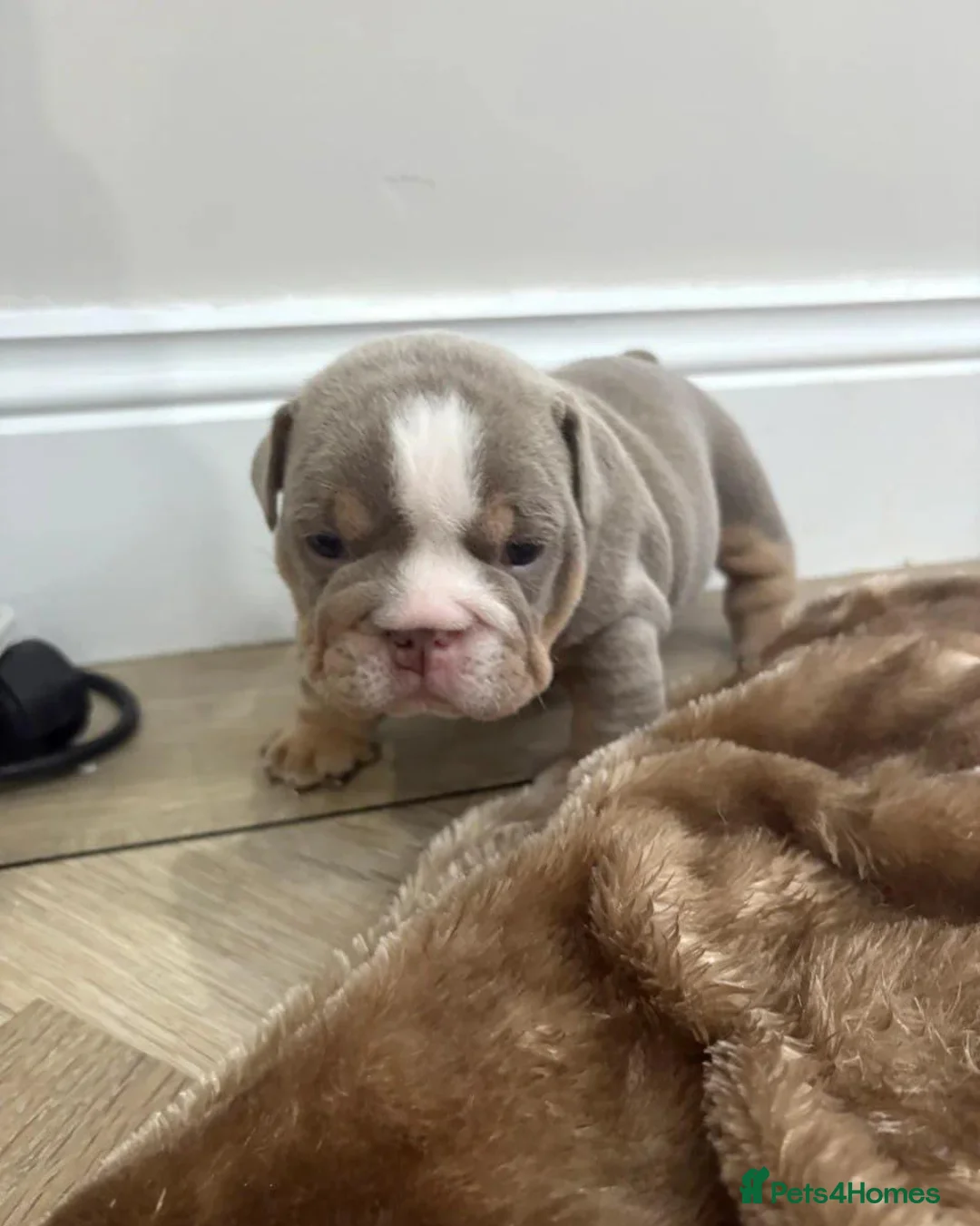 English Bulldog dogs for sale: Gorgeous English Bulldog Puppies Available - Advert 2