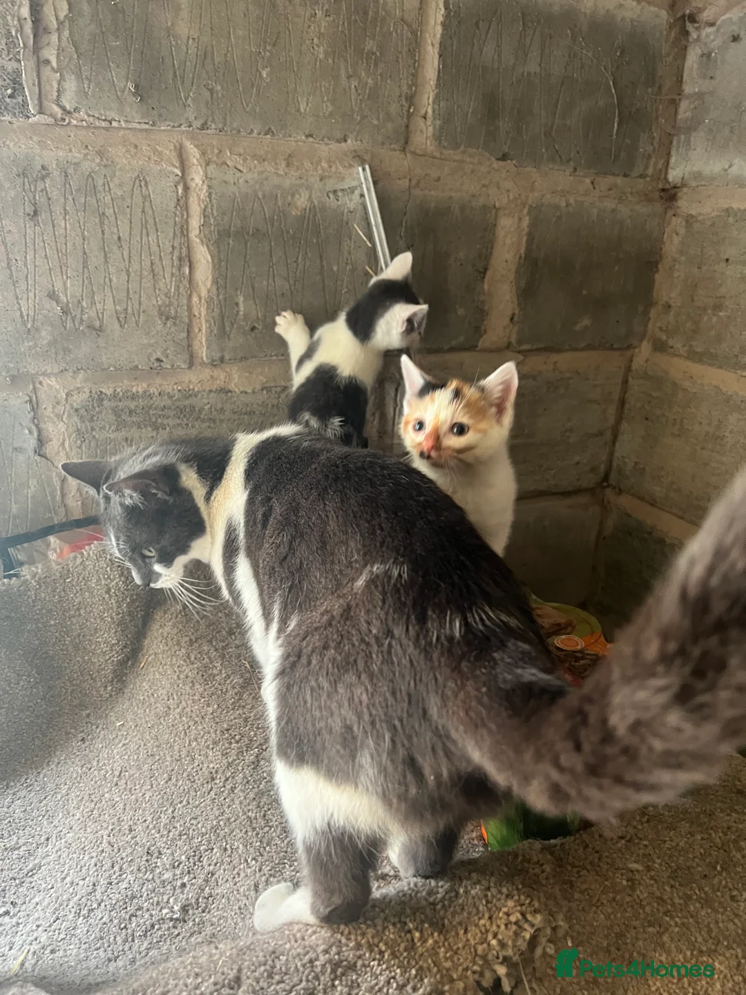 Mixed Breed cats for sale: Stunning BSH cross, Ready Now in Doncaster - Advert 2