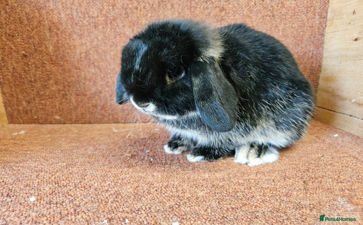 Mini Lop rabbits - Advert 3