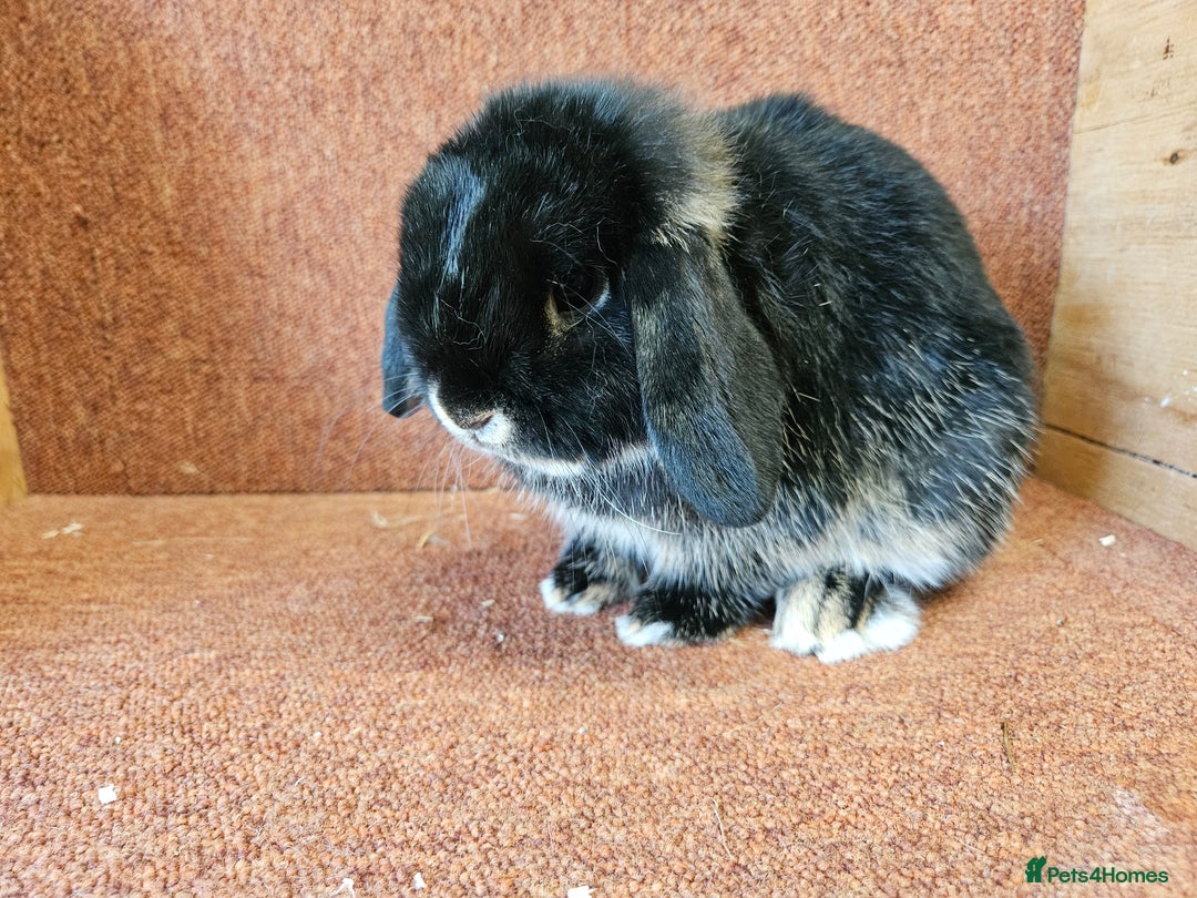 Mini Lop rabbits for sale: Pure mini lop small buck . Vaccinated  - Image 1