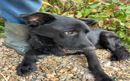 Mixed Breed dogs for adoption: Lady - Norwich Norfolk  - Image 7