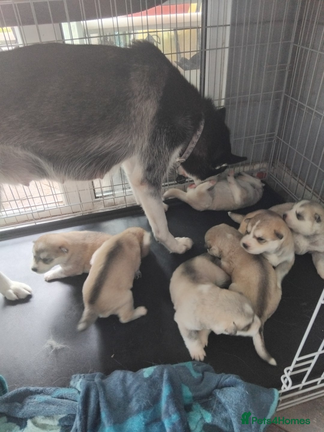Mixed Breed dogs for sale: Shepsky  - Image 9