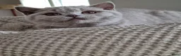 British Shorthair cats for sale: British blue/cream tortie girl.  - Advert 5