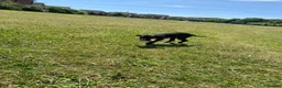 Mixed Breed dogs for sale: Mix breed dog. in Barton-upon-Humber - Advert 2