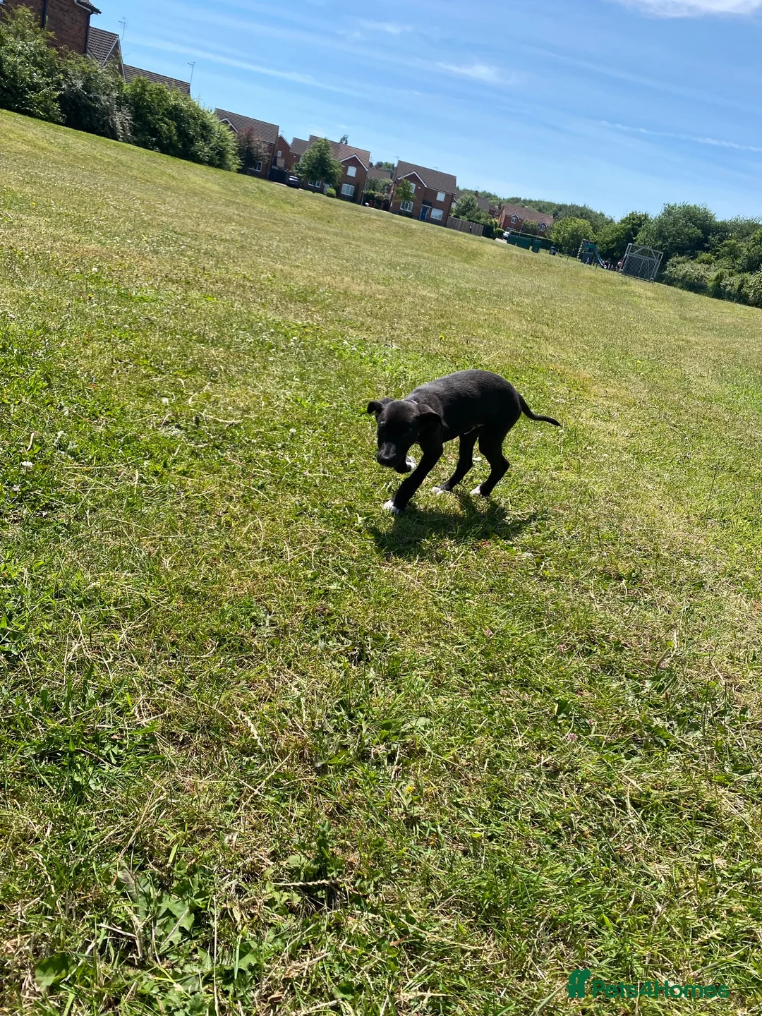 Mixed Breed dogs for sale: Mix breed dog. in Barton-upon-Humber - Advert 2