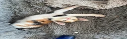 Domestic Shorthair cats for sale: Lovely kittens  - Advert 7