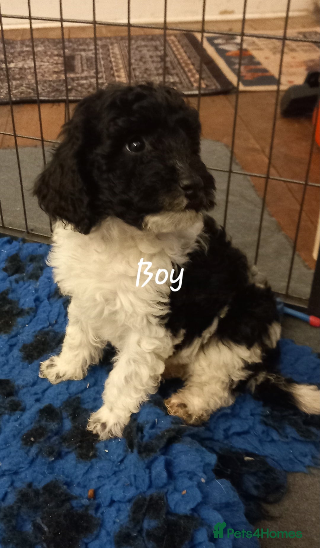 Cockapoo dogs for sale: Beautiful cockapoo puppies  - Advert 4