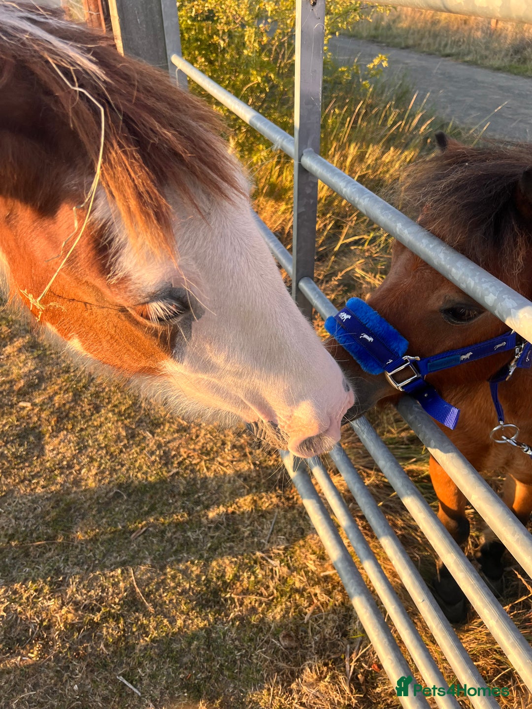 Miniature horses for sale: Little magic British miniature horse 68cm  - Image 6