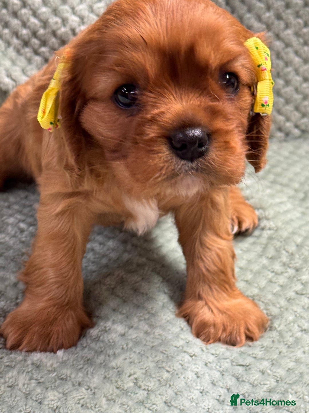 Cavalier King Charles Spaniel dogs for sale: Cavalier King Charles pups  - Advert 8
