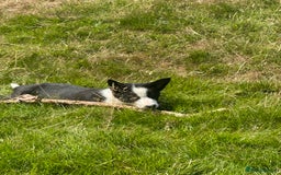 Border Collie dogs for sale: BORDER COLLIE PUPS 1 BOY LEF - Image 6
