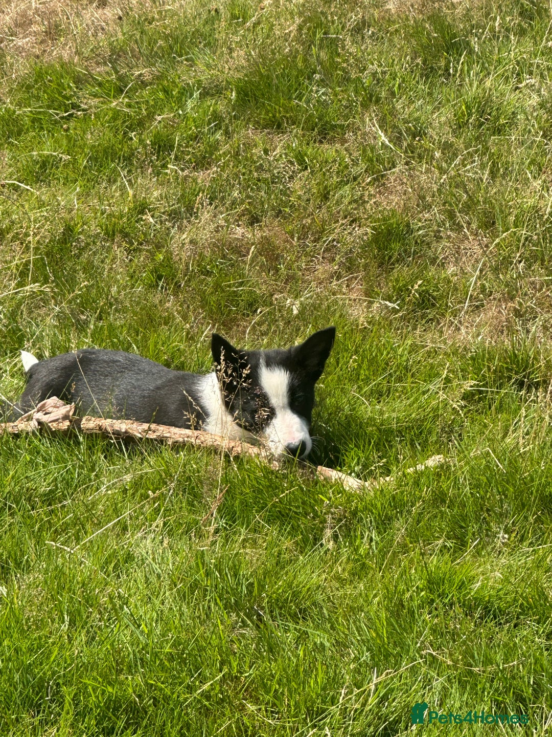 Border Collie dogs for sale: BORDER COLLIE PUPS 1 BOY LEF - Image 6