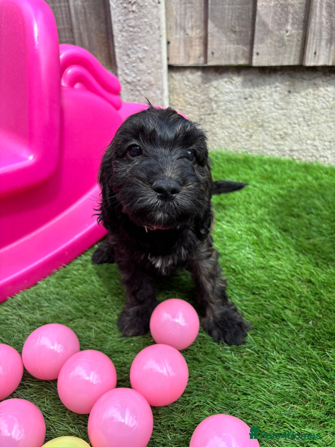 Cockapoo dogs for sale: COCKERPOO’S READY TO LEAVE NOW!  - Image 22