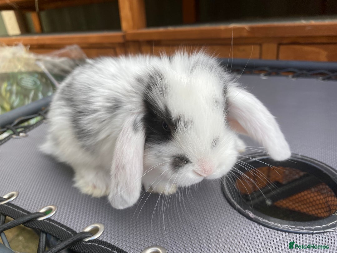 French Lop rabbits for sale: Giant French lop rabbits for sale  - Image 16