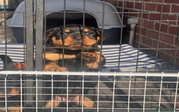 Rottweiler dogs for sale: Chunky Rottweiler puppy  - Image 3
