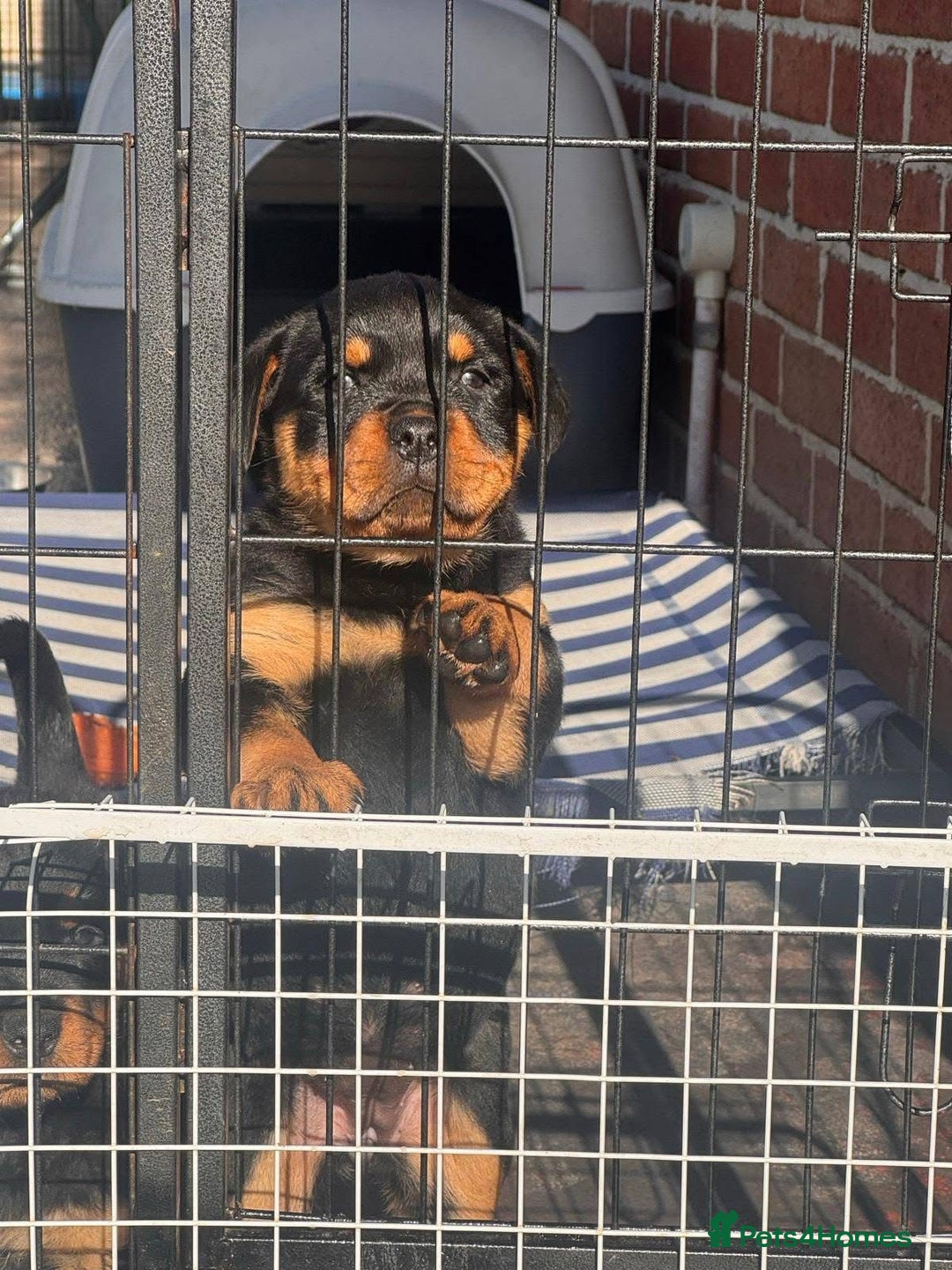 Rottweiler dogs for sale: Chunky Rottweiler puppy  - Image 3