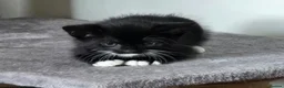 Mixed Breed cats for sale: Gorgeous black and white kitten for sale  in Leicester - Advert 5