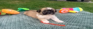 Lhasa Apso 1