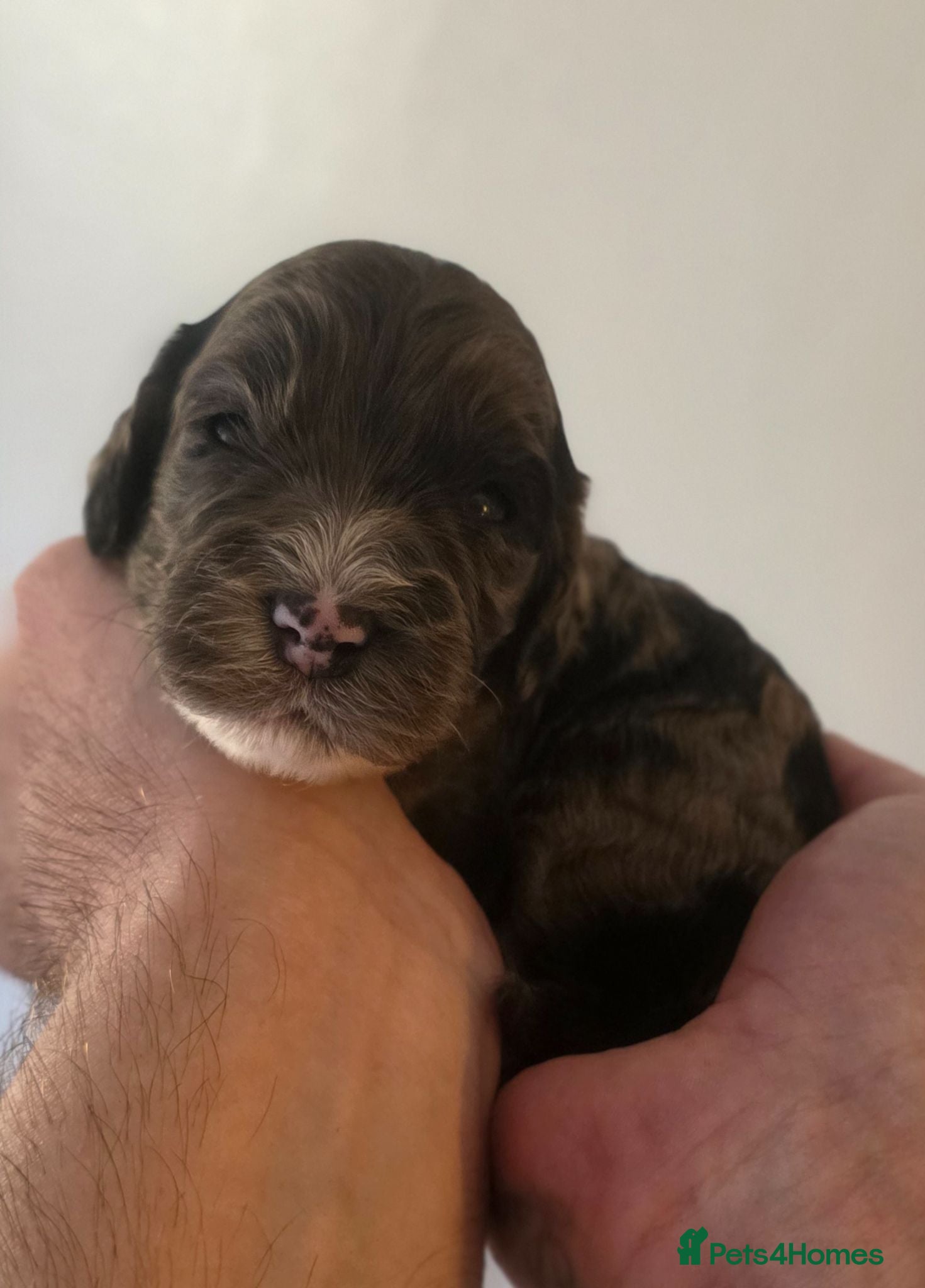 Cockapoo dogs Beautiful DNA clear Showtype F1 Cockerpoo's  - Advert 17
