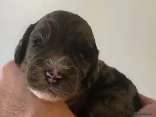 Cockapoo dogs Beautiful DNA clear Showtype F1 Cockerpoo's - Advert 17