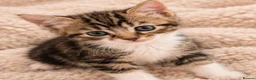 Mixed Breed cats for sale: Find a forever home for kittens🐈 in Dewsbury - Advert 5