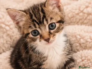 Mixed Breed cats Find a forever home for my kitten🐈 - Advert 1