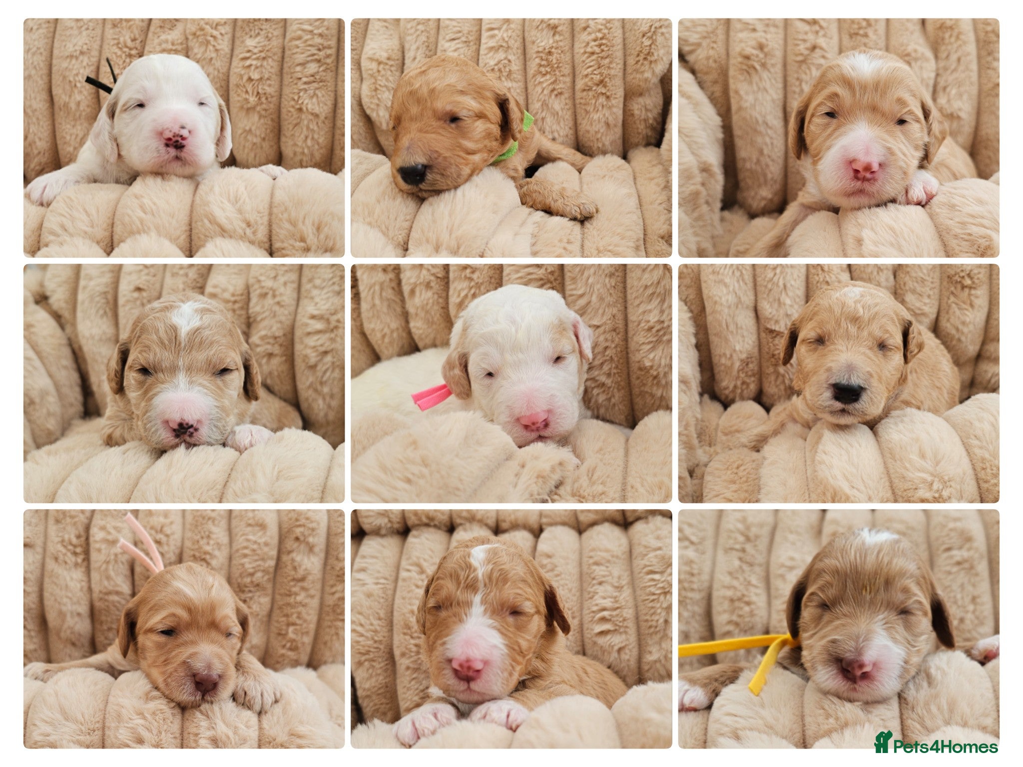 Australian Labradoodle dogs AUSTRALIAN LABRADOODLES❣️HEALTH TESTED PARENTS 🐾 - Advert 2