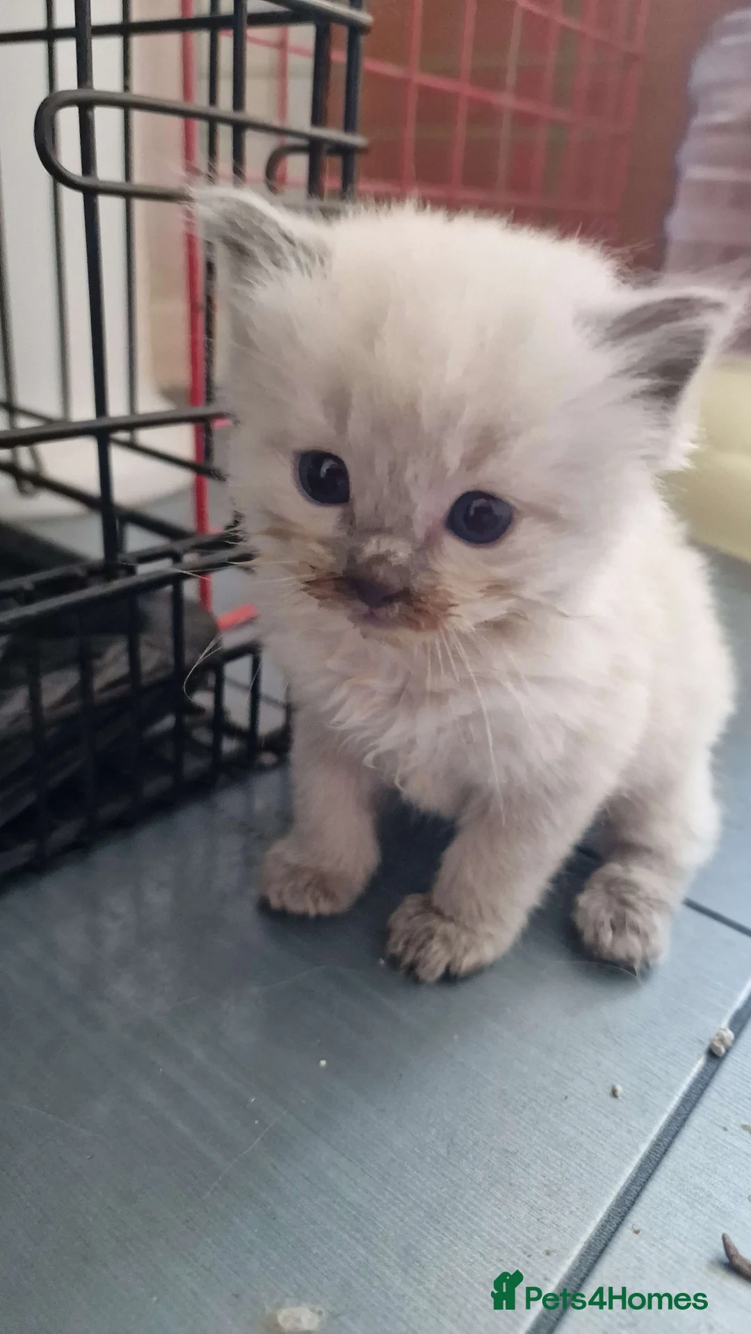 Ragdoll cats for sale: 3 beautiful ragdoll kittens left out of 7 - Advert 20