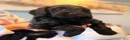 Cockapoo dogs for sale: Stunning F1 Cockapoo black male pup for sale  - Advert 5