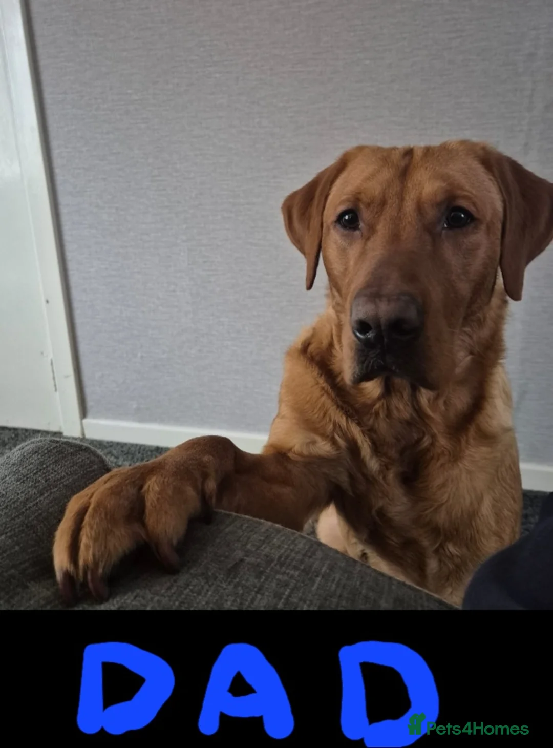 Labrador Retriever dogs for sale: Fox red labrador puppies  - Advert 2