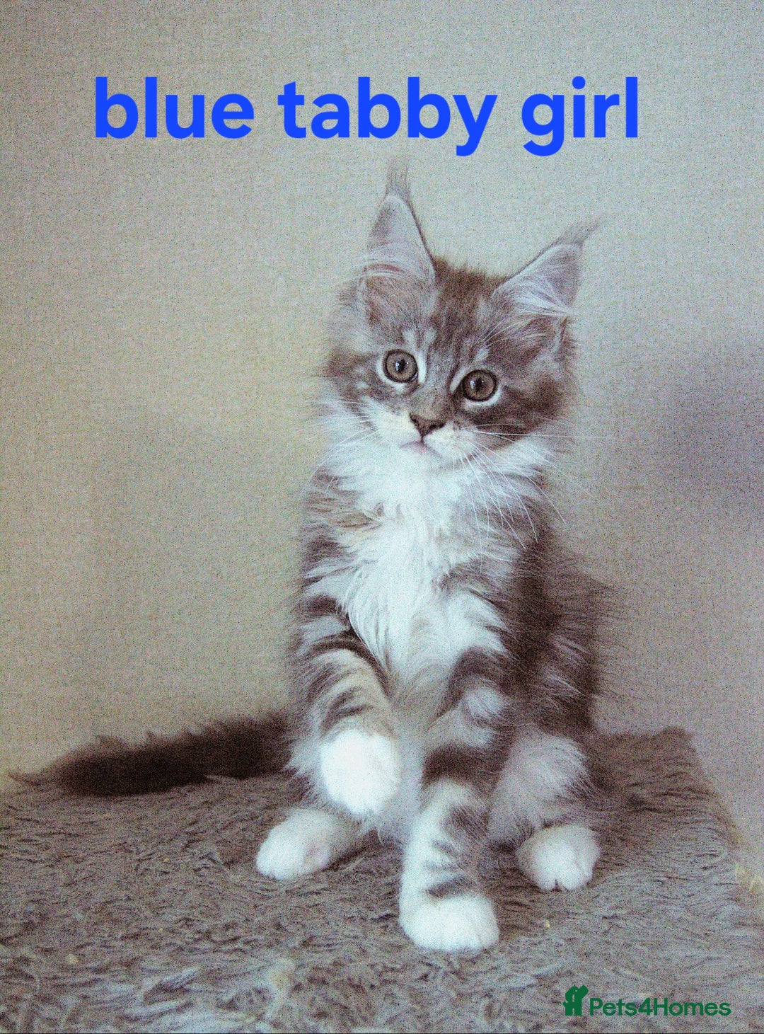 Maine Coon cats for sale: Mainecoon babies - Image 6