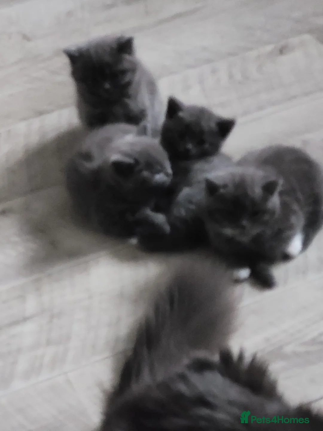 British Shorthair cats for sale: BSH kittens  - Advert 8