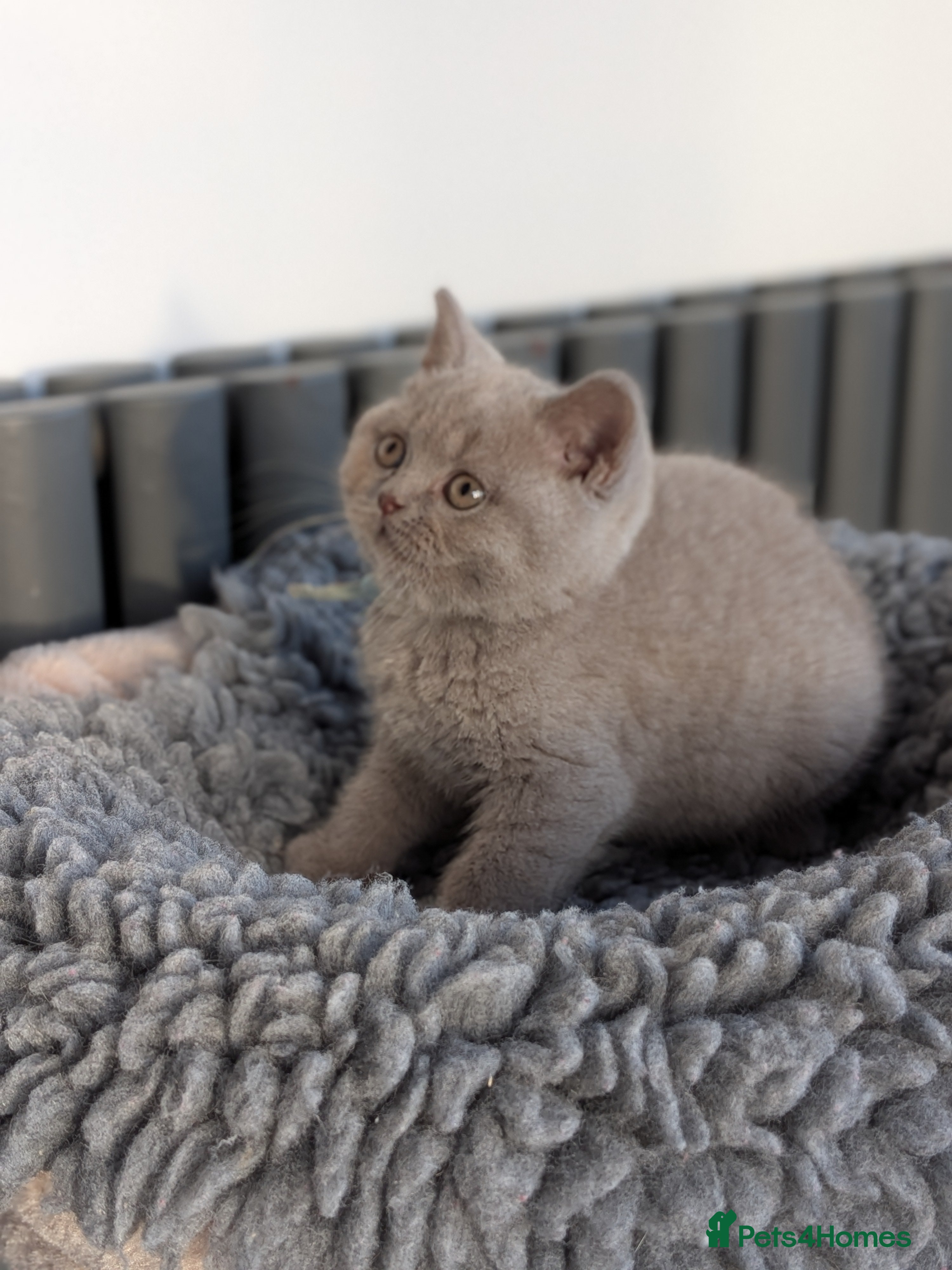 British Shorthair cats British Shorthair kittens GCCF registered  - Advert 7