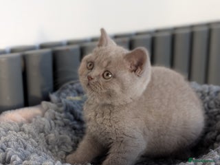 British Shorthair cats British Shorthair kittens GCCF registered - Advert 7