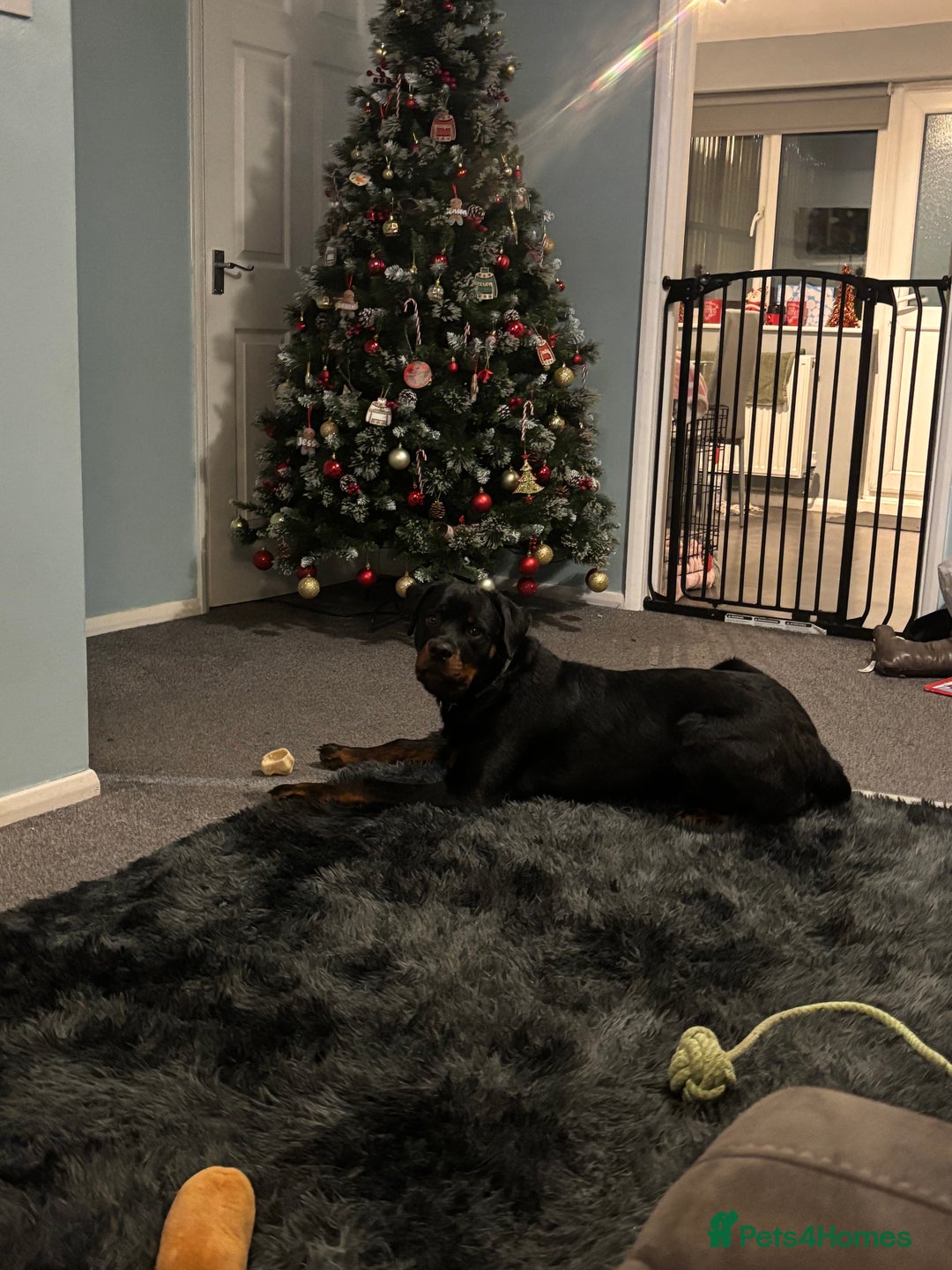 Staffordshire Bull Terrier dogs for sale: KC Rottweiler male  - Advert 5