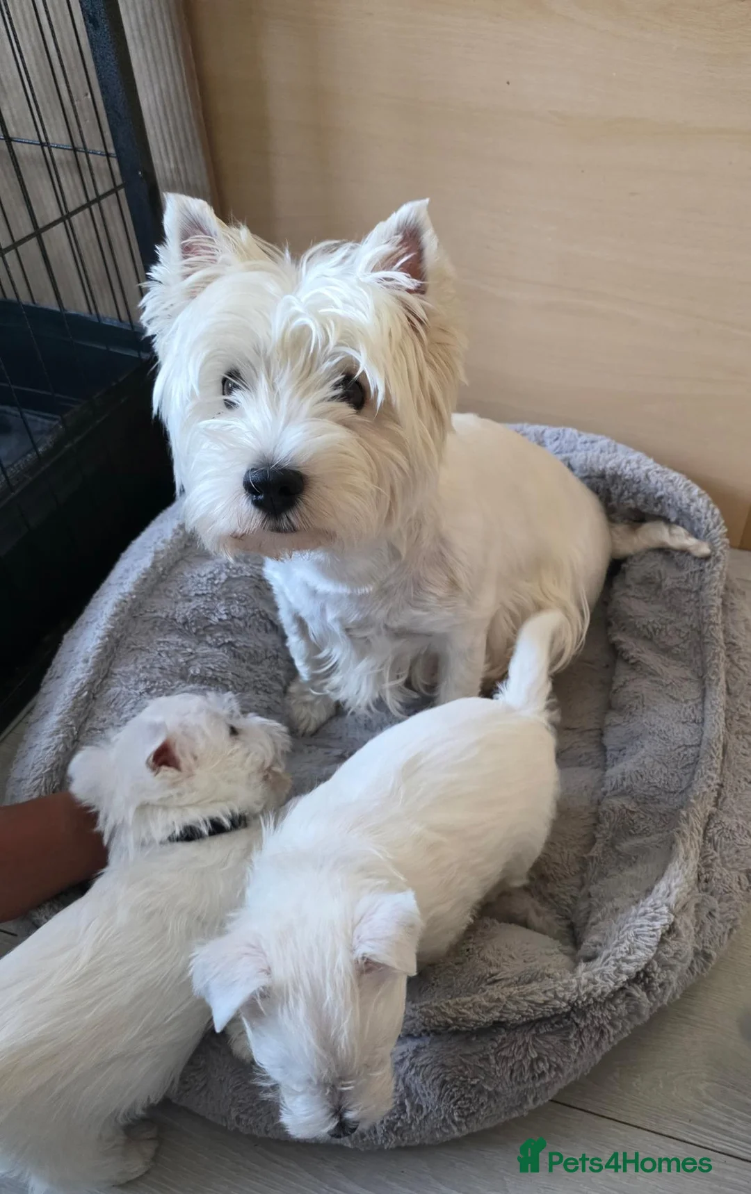 West Highland Terrier dogs for sale: Two healthy playful boys  - Advert 2