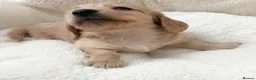 Miniature Dachshund dogs for sale: KC Reg, Health Tested Mini Longhaired Puppies  - Advert 12