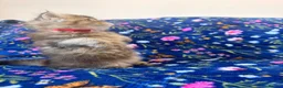 Scottish Fold cats for sale: Beautiful Scottish Fold kittens - Advert 8