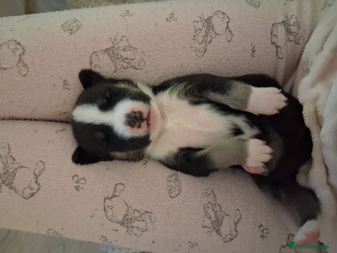 Mixed Breed dogs for sale: Agouti Husky Cross puppies  - Advert 4