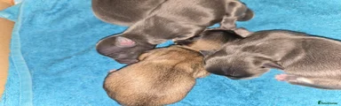 Chihuahua Puppy 3