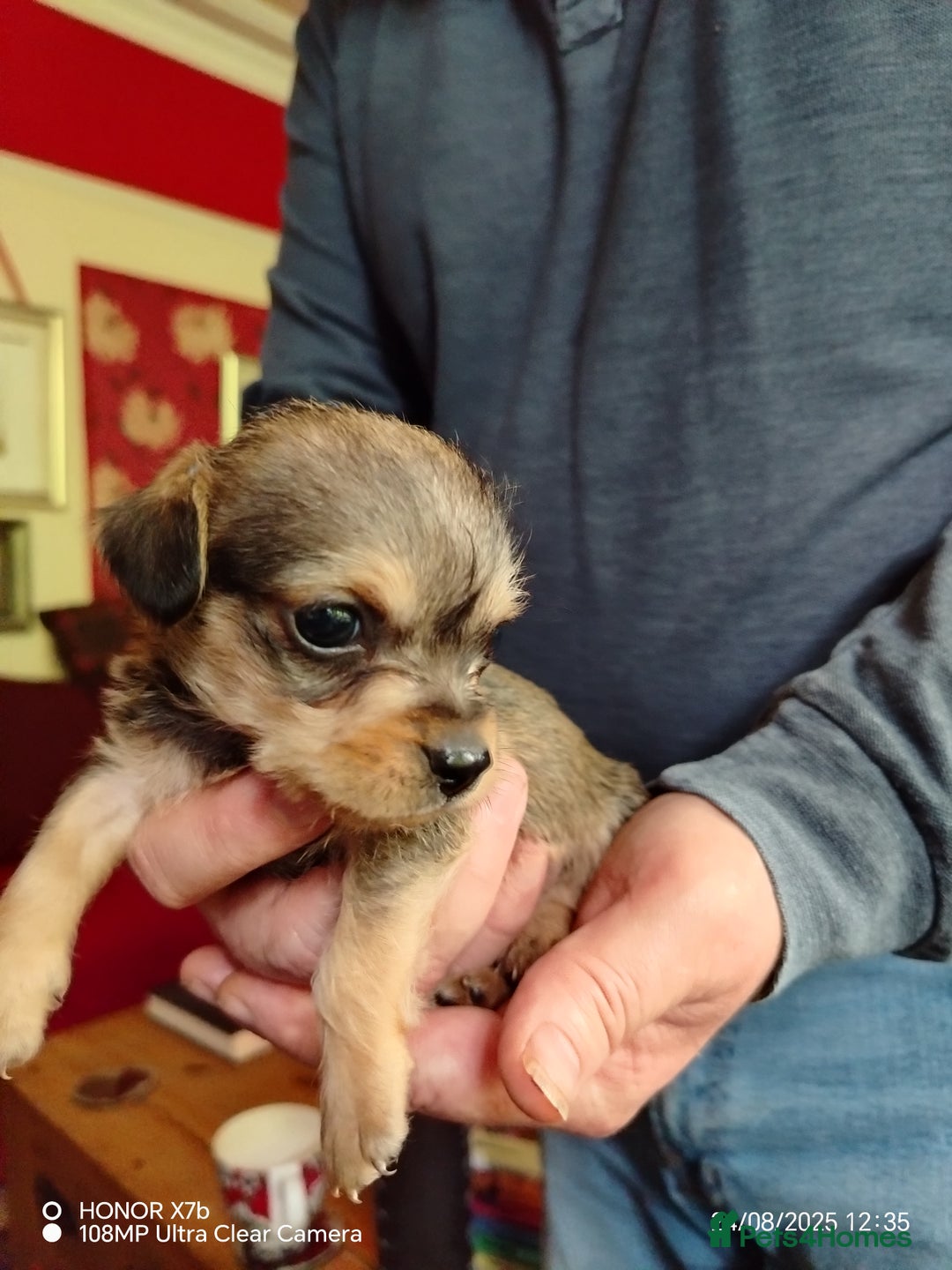 Dachshund dogs for sale: Jackshound puppies  - Image 5