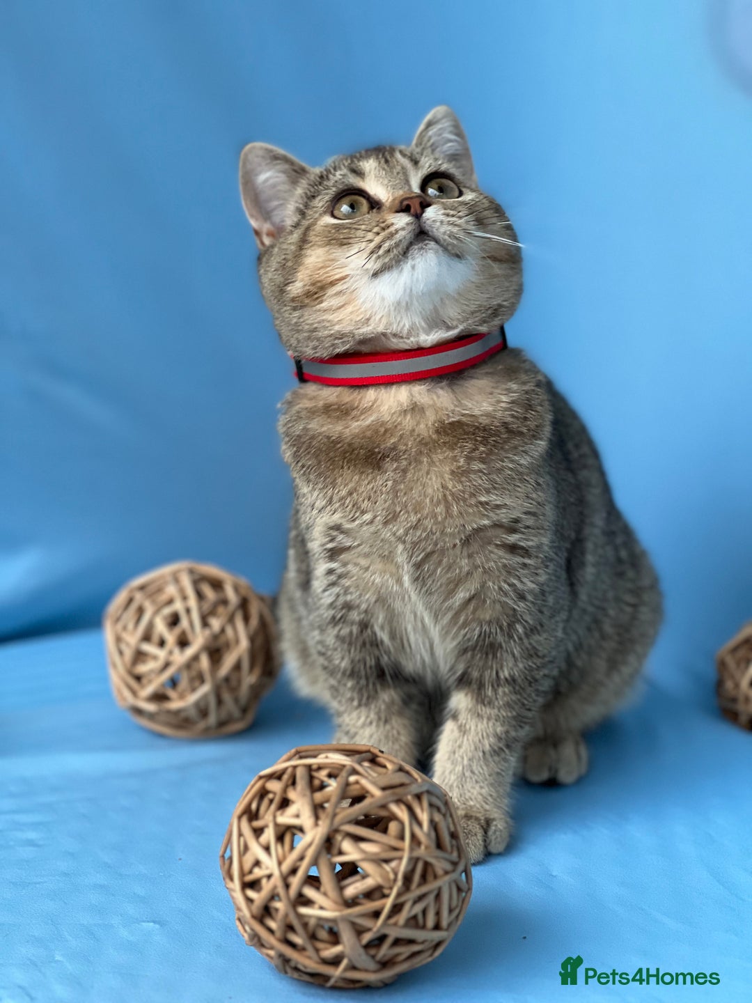 British Shorthair cats for sale: Stunning British sh/longhair kittens TICA - Image 14