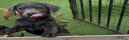 Labrador Retriever dogs for sale: Gorgeous KC Silver & Charcoal Labrador Pups - Advert 3