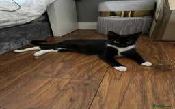 British Shorthair cats for sale: Tuxedo Kittens  - Image 4