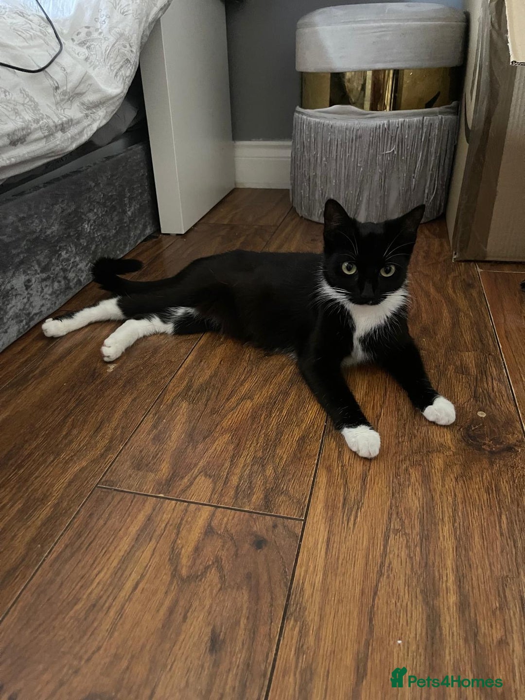 British Shorthair cats for sale: Tuxedo Kittens  - Image 4