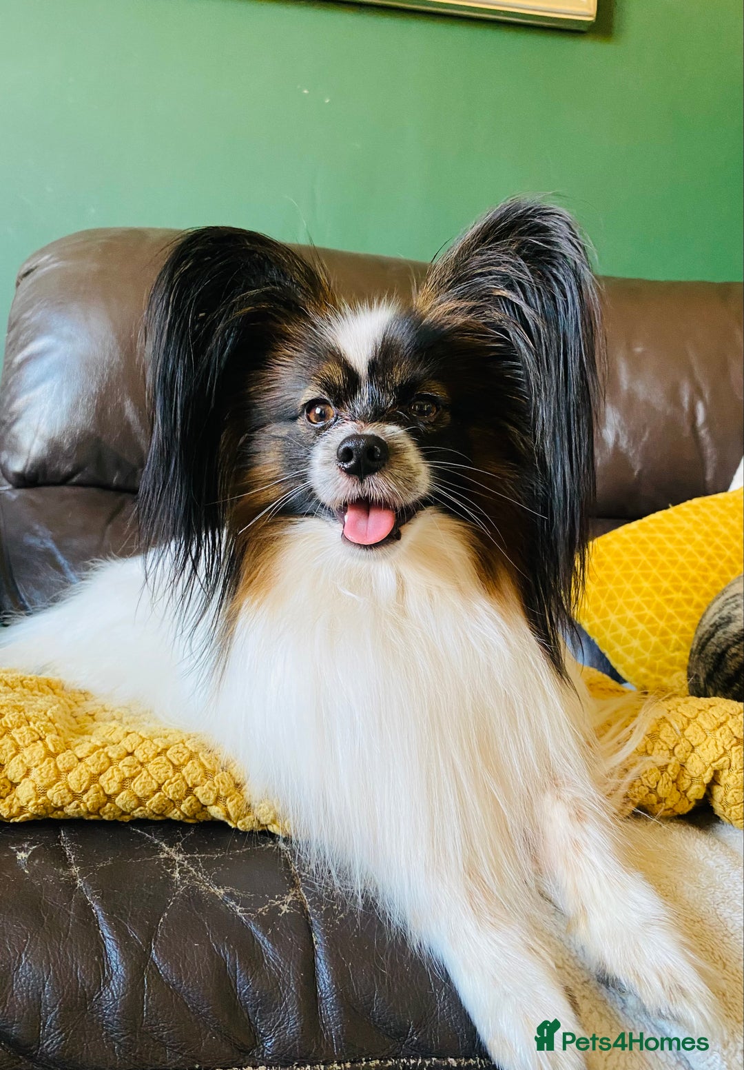 Papillon dogs for stud: FOR STUD ONLY - KC REGISTERED PAPILLON in Rochdale - Advert 5